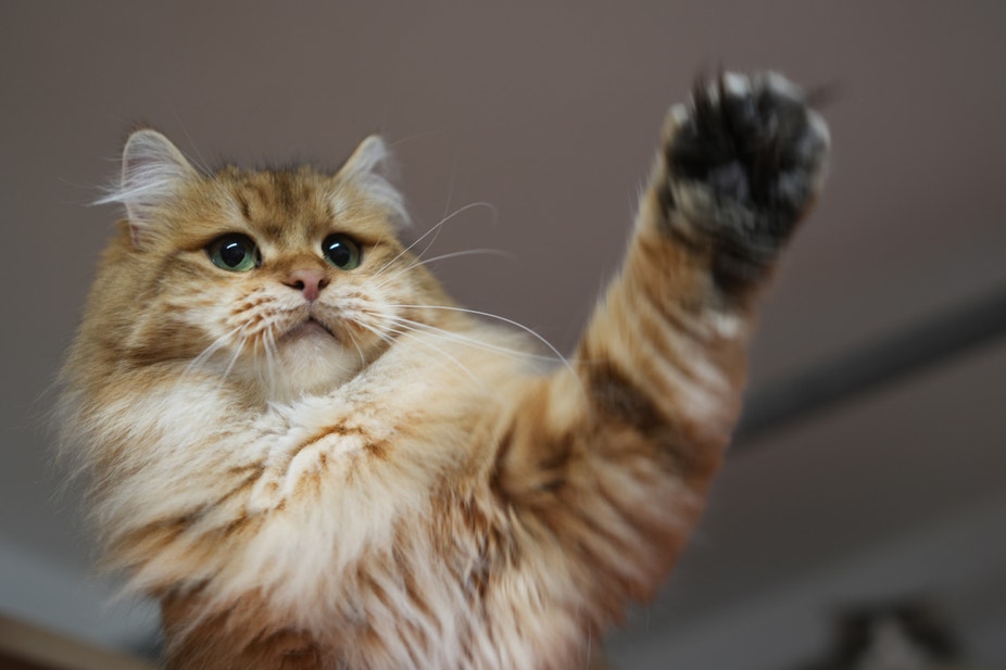 Chlupatá kočka natahuje tlapku, jako by si hrála.