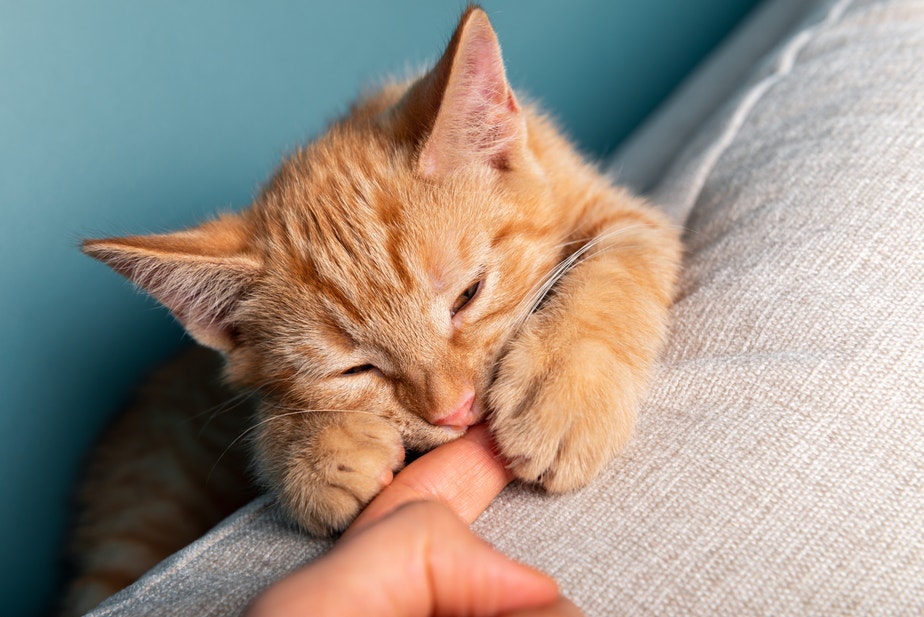 oranžová kočka projevující náklonnost tím, že drží lidský prst